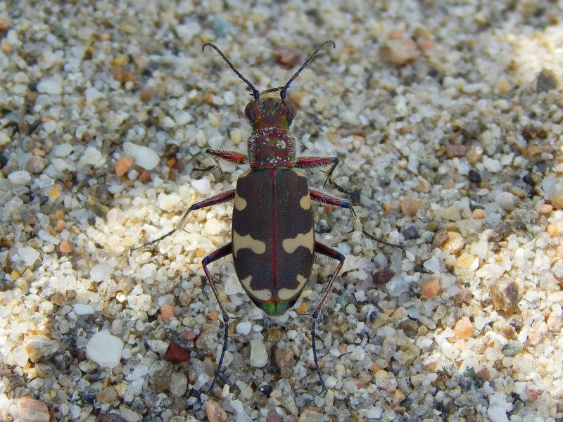 Carabidae: Cicindela hybrida transversalis